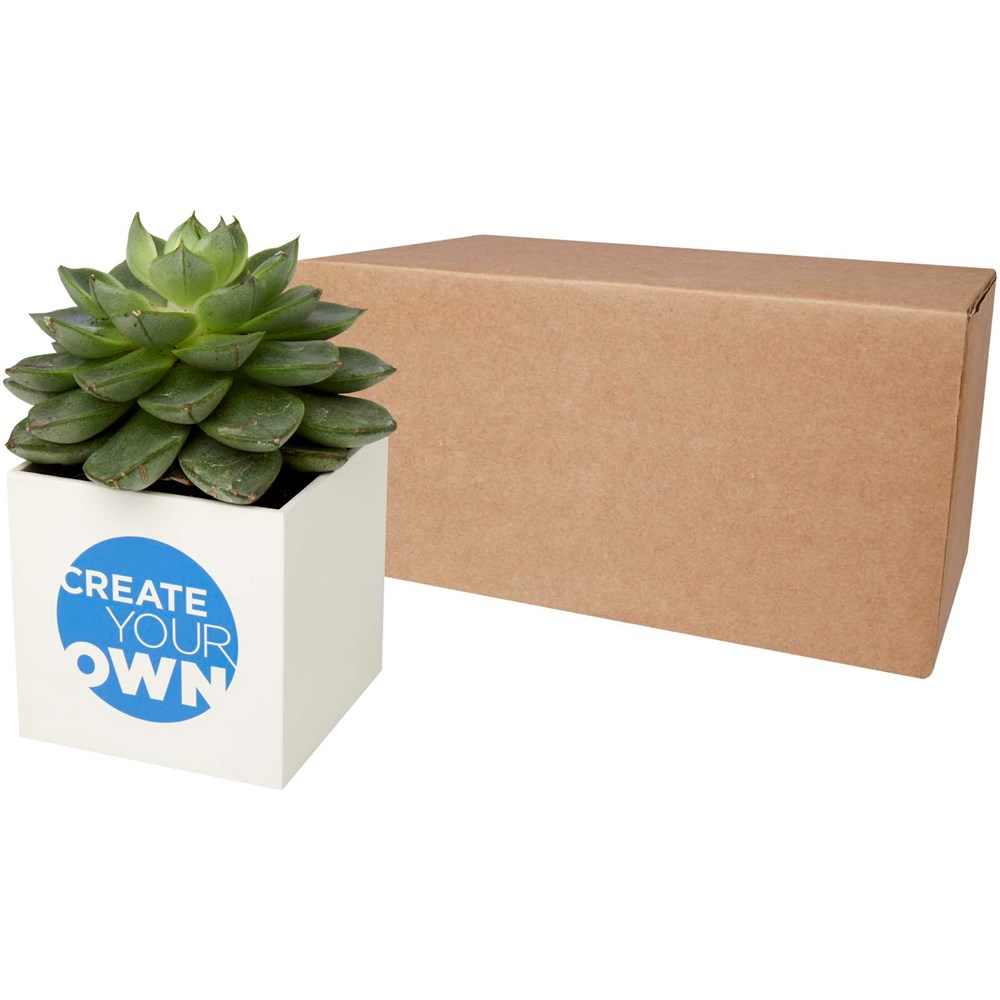 Hey Pots Blumentopf aus Aluminium, Sukkulente